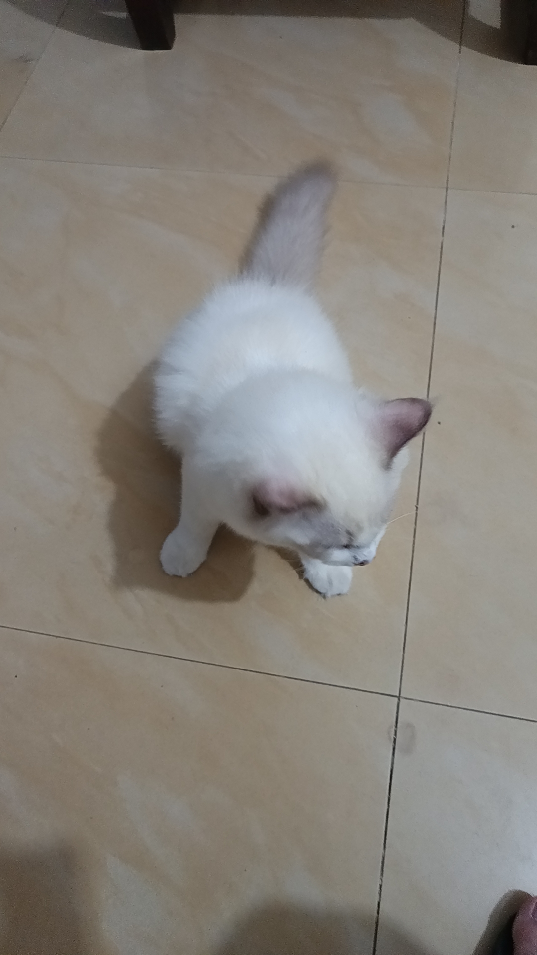 好动切粘人的蓝双布偶妹妹